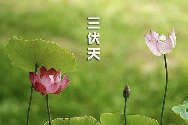 三伏天